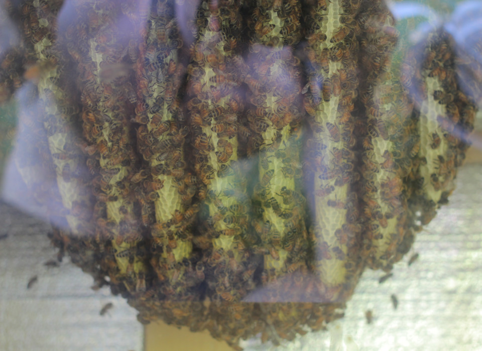 Fig.1 - Honey bees in the Apid Research Platform building new comb.