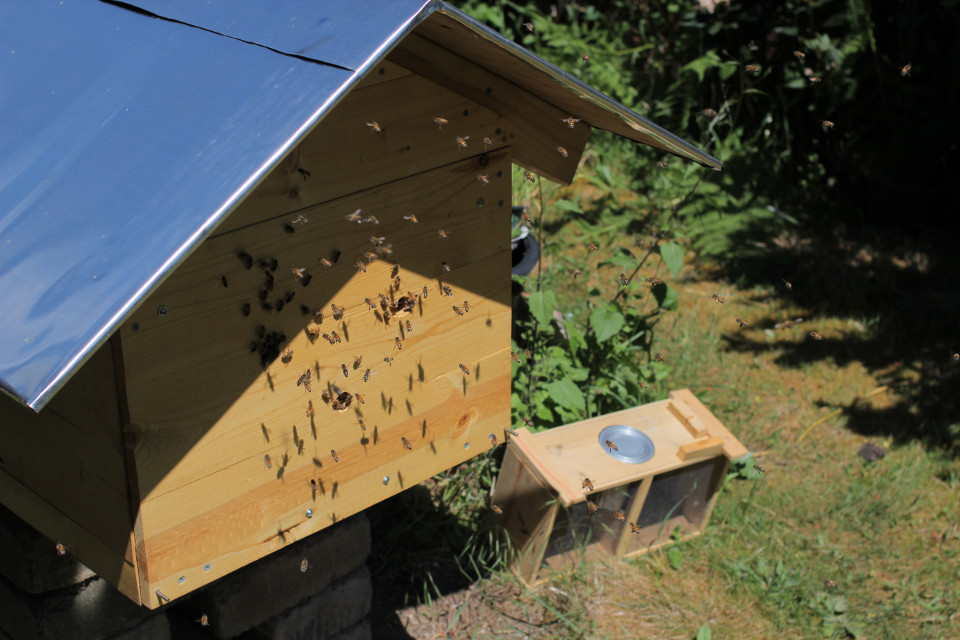 Fig.12 - A colony of bees is settling into their new residence. This view shows the completed aluminum roof of the hive as well as the wood box in which the bees arrived.